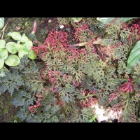 Selaginella erythropus (fam. Selaginellacees) (Du Costa Rica a la Bolivie) (1)